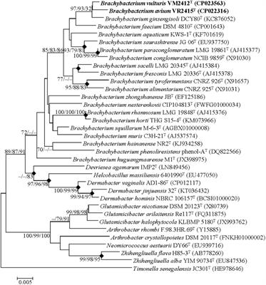Phenotypic and Genomic Properties of Brachybacterium vulturis sp. nov. and Brachybacterium avium sp. nov.
